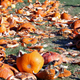 Illustration for article titled Authorities nab pumpkin-smashers responsible for $30,000 in damages
